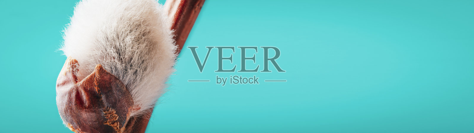 春天背景小猫柳枝横幅与复制空间照片摄影图片