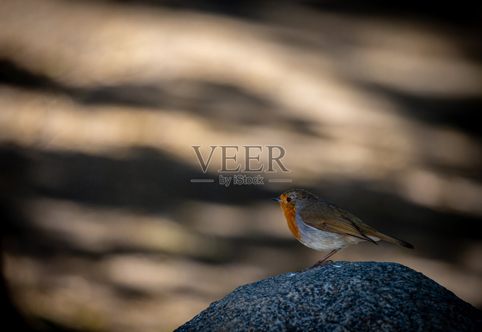 公园岩石上的欧洲知更鸟照片摄影图片