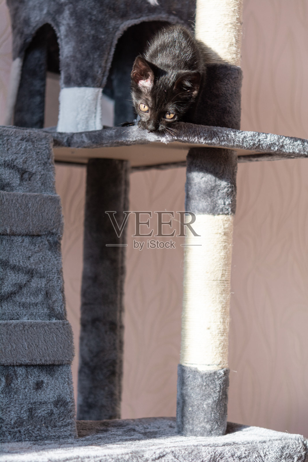 小黑猫在猫塔上玩耍照片摄影图片
