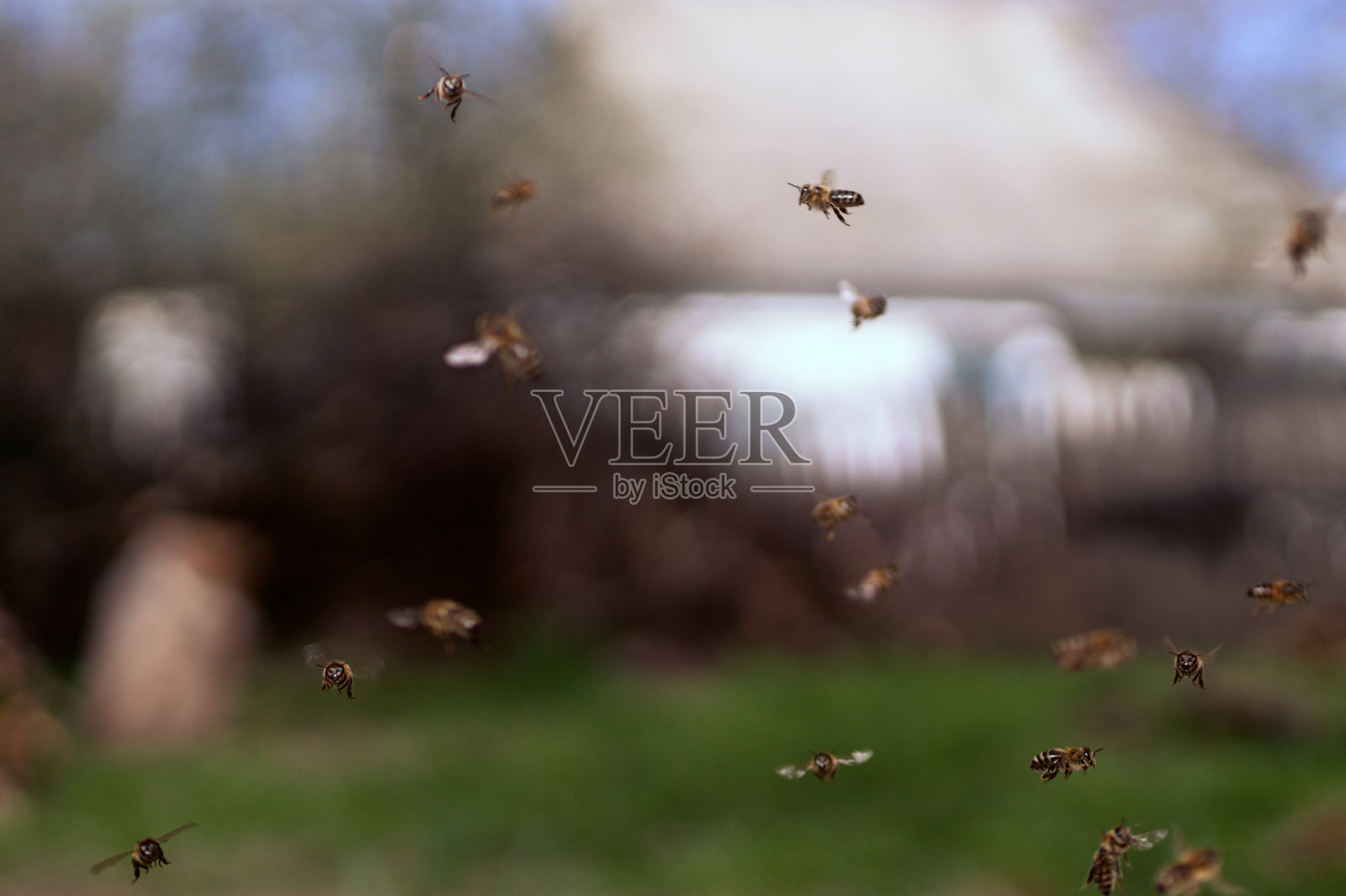 许多蜜蜂在一个模糊的背景在农村养蜂场。照片摄影图片