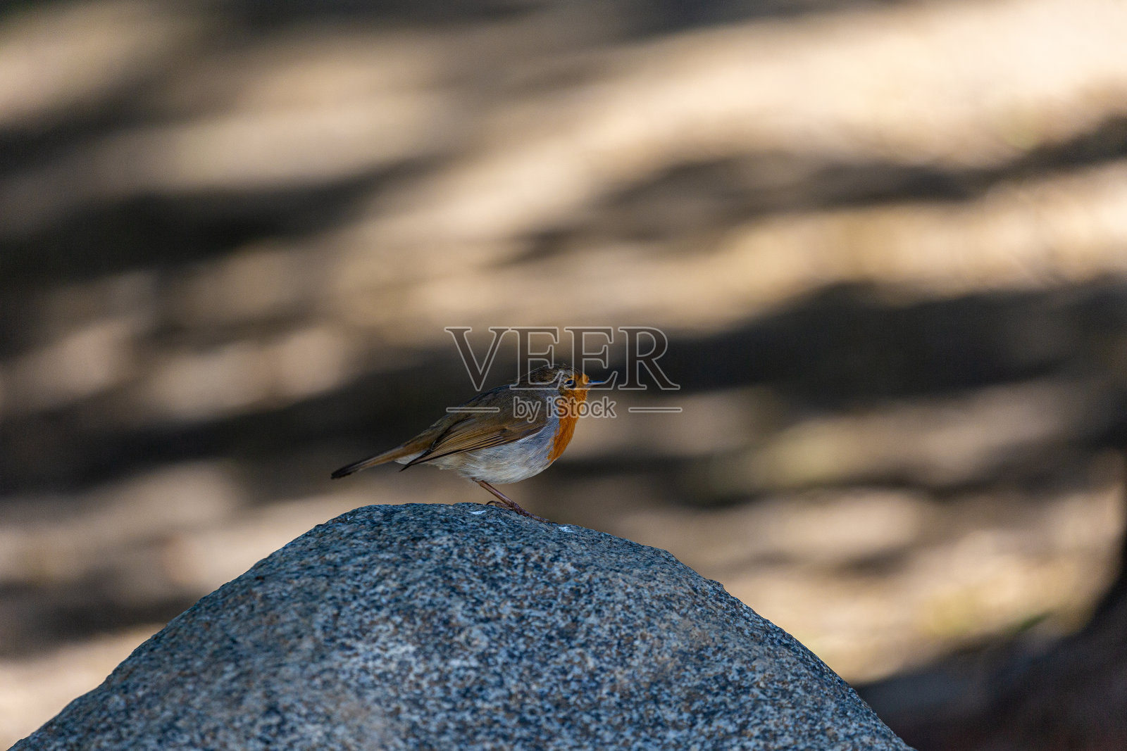 公园岩石上的欧洲知更鸟照片摄影图片