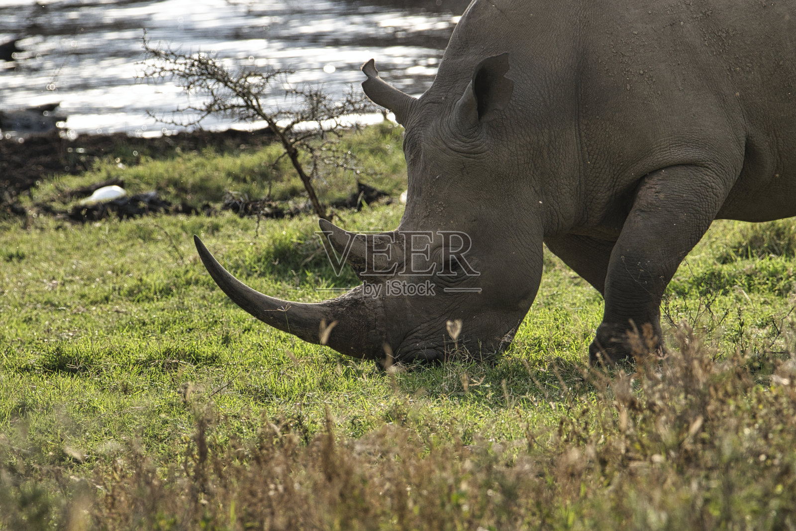 肯尼亚桑布鲁和纳库鲁国家公园的犀牛照片摄影图片