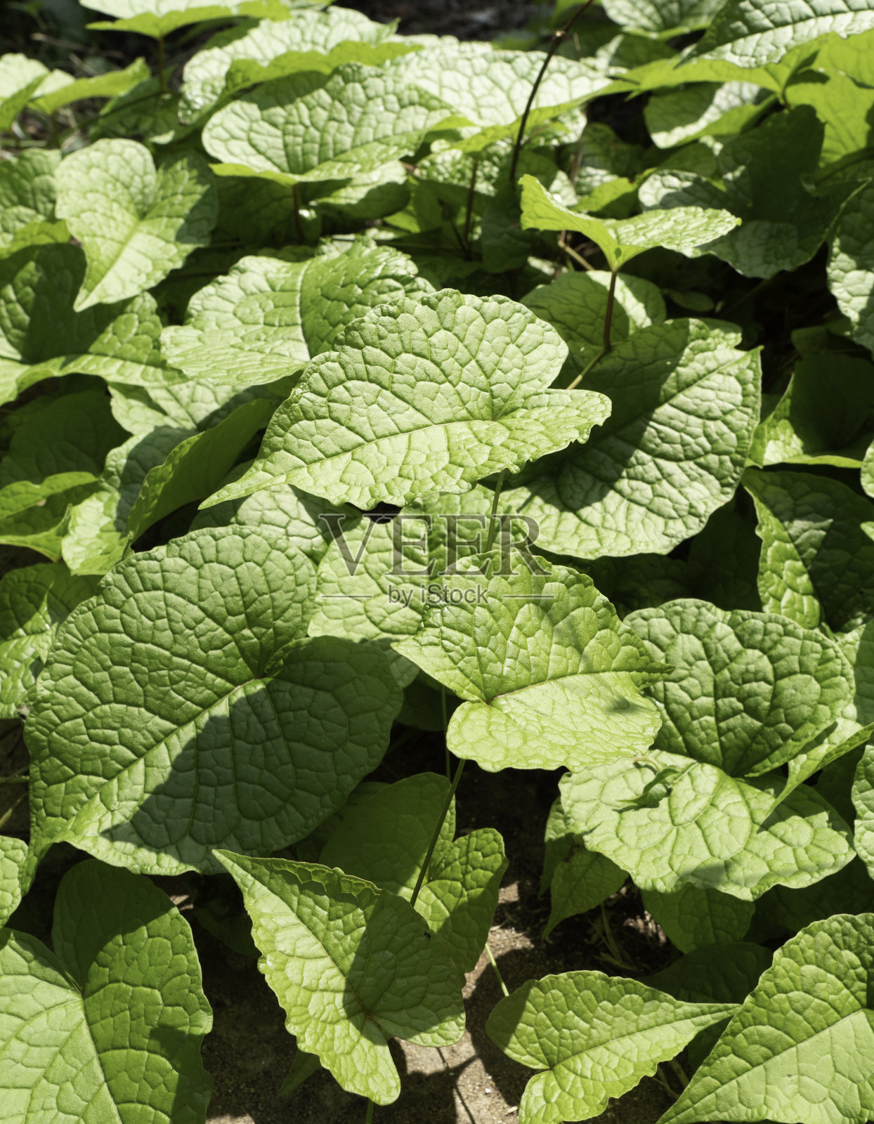 叶子和植物是自然界的一部分照片摄影图片