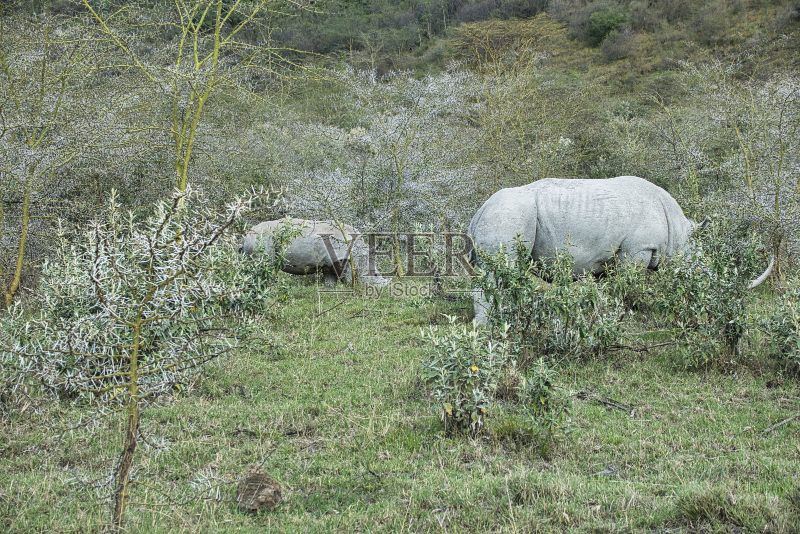 肯尼亚桑布鲁和纳库鲁国家公园的犀牛照片摄影图片