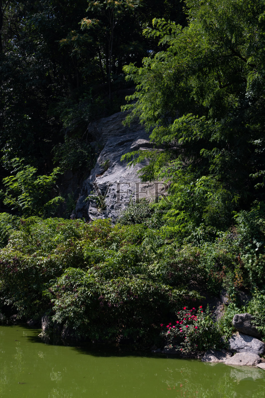 夏天在纽约市晨边高地的晨边公园池塘和绿树照片摄影图片