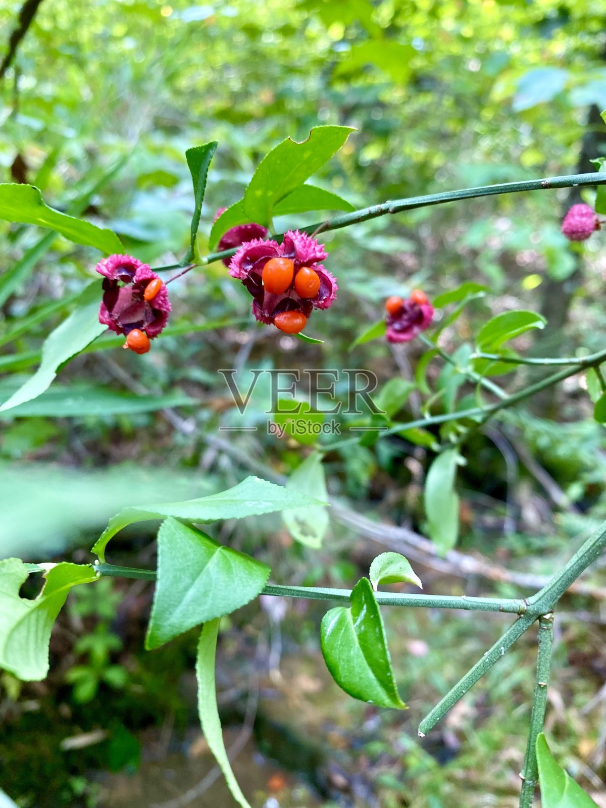 野花照片摄影图片