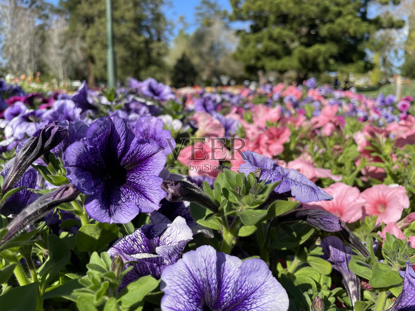 花园里的紫色和粉红色矮牵牛照片摄影图片