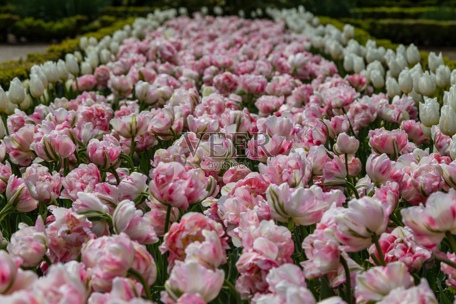 在马德里的一个花园中种植的各种颜色的郁金香花照片摄影图片