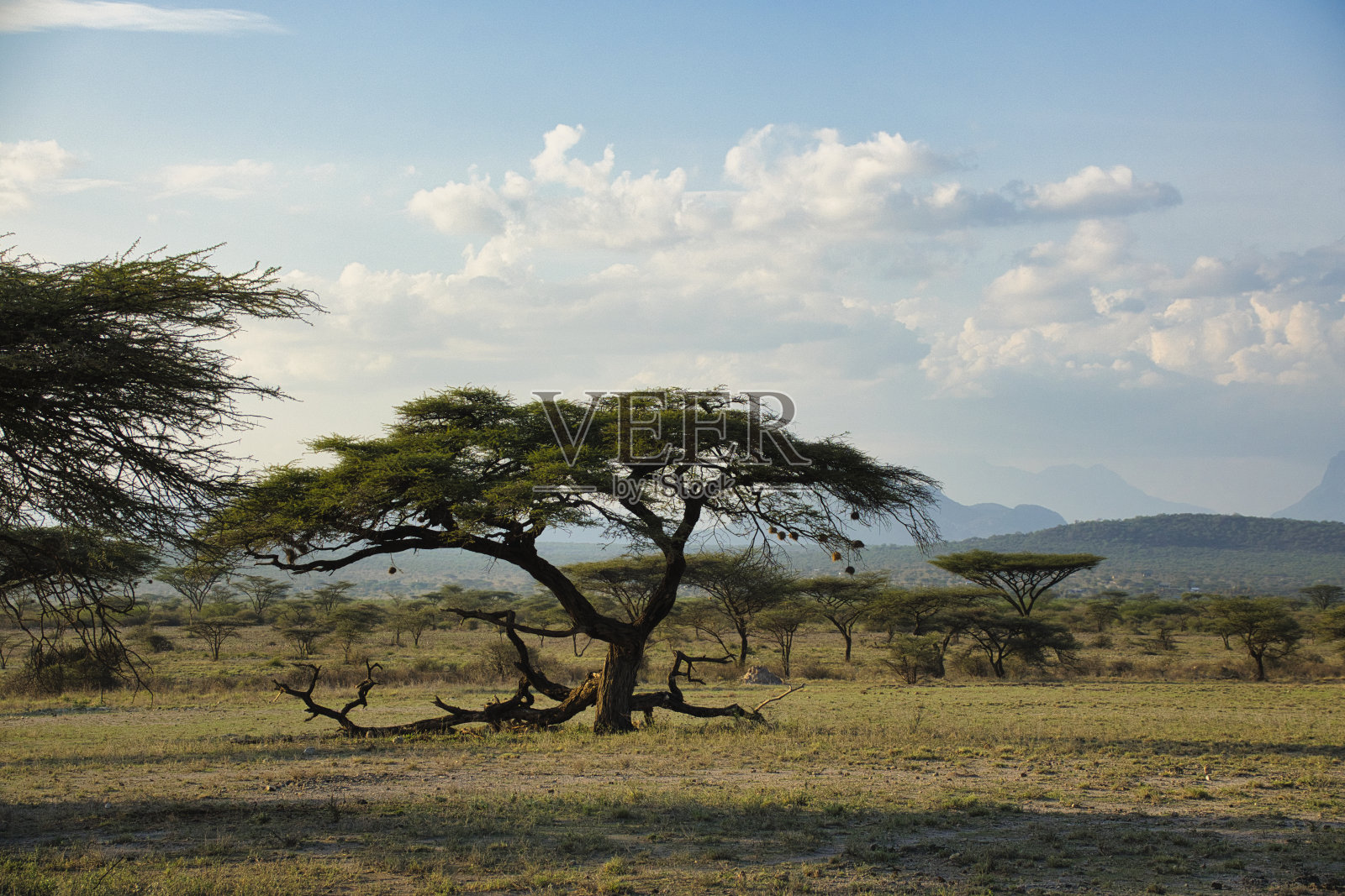 东查沃西部国家公园照片摄影图片