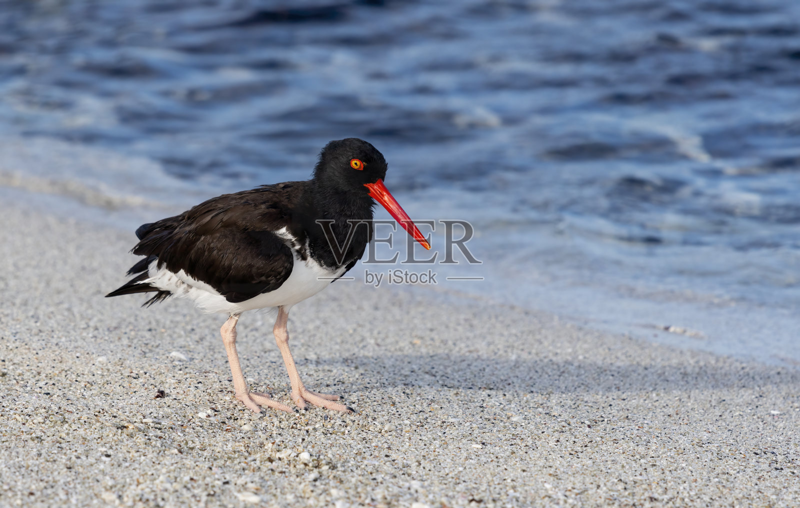 加拉帕戈斯群岛海滩上的美国蛎鹬照片摄影图片