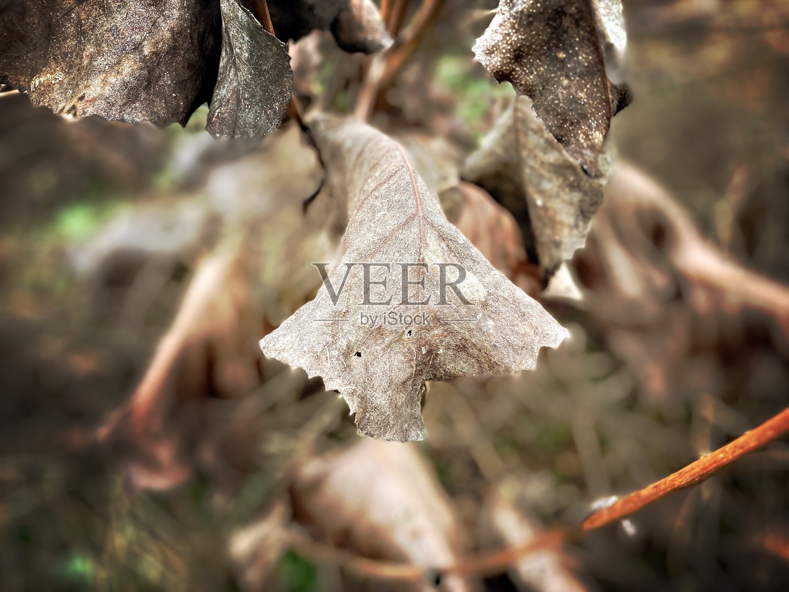 干燥的冬天树叶照片摄影图片