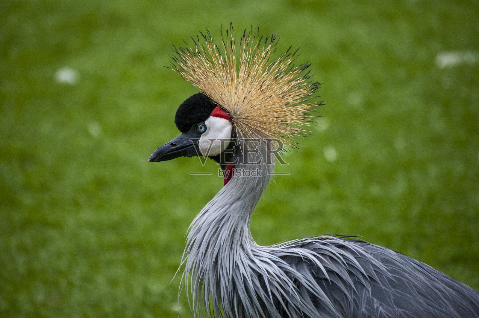 灰色加冕起重机照片摄影图片