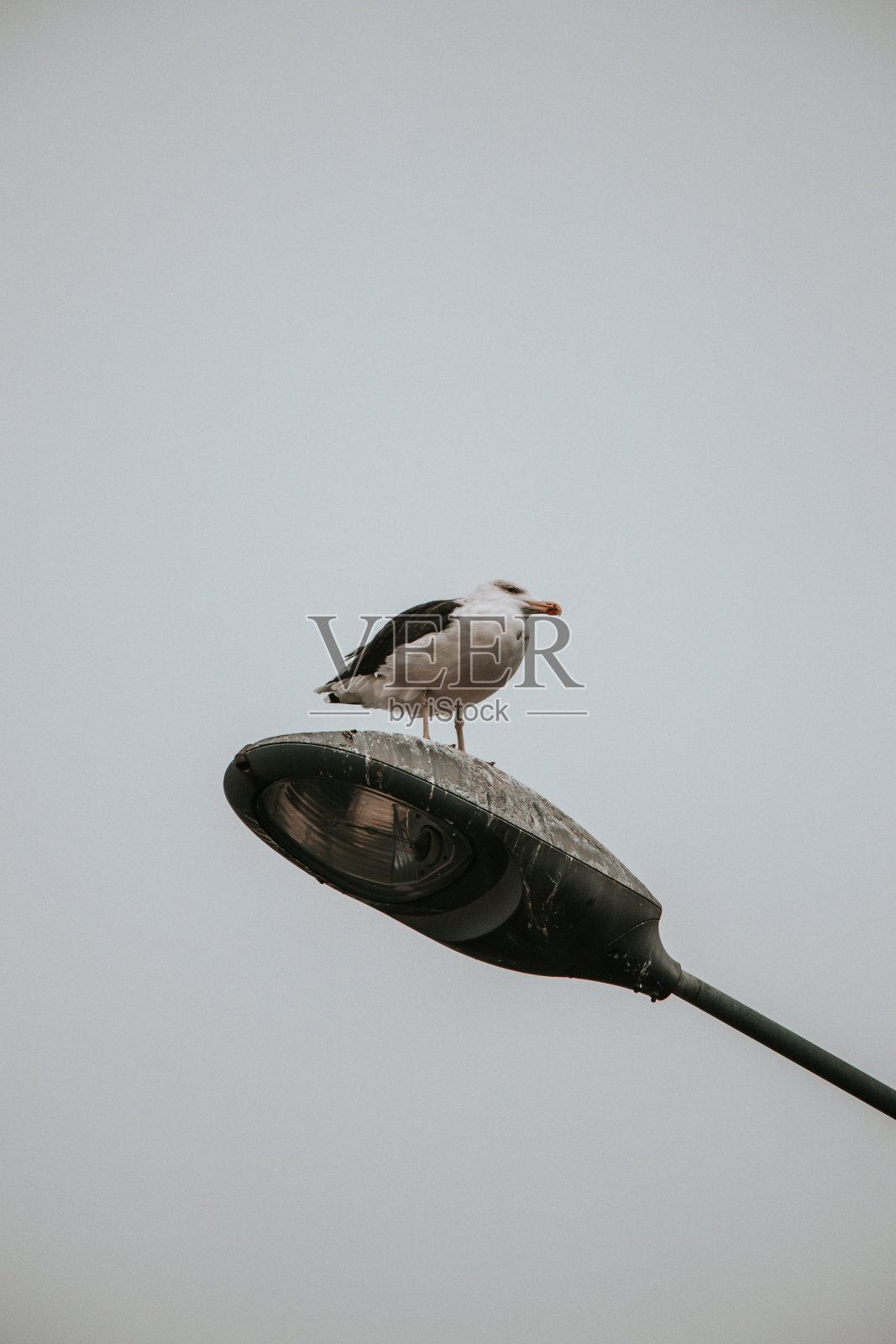 贪婪的海鸥坐在挪威北部特罗姆瑟市中心的一根灯柱上。这只有趣的胖乎乎的鸟到处张望照片摄影图片