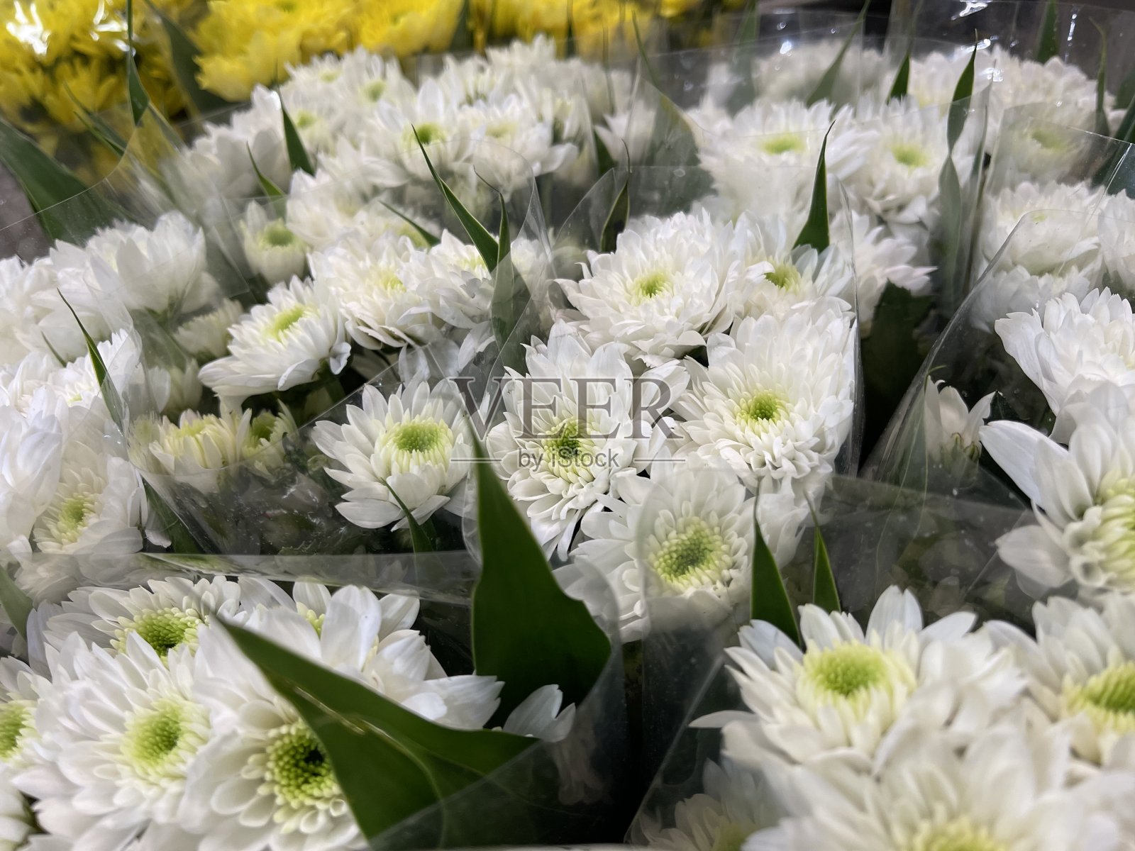 白色的花照片摄影图片