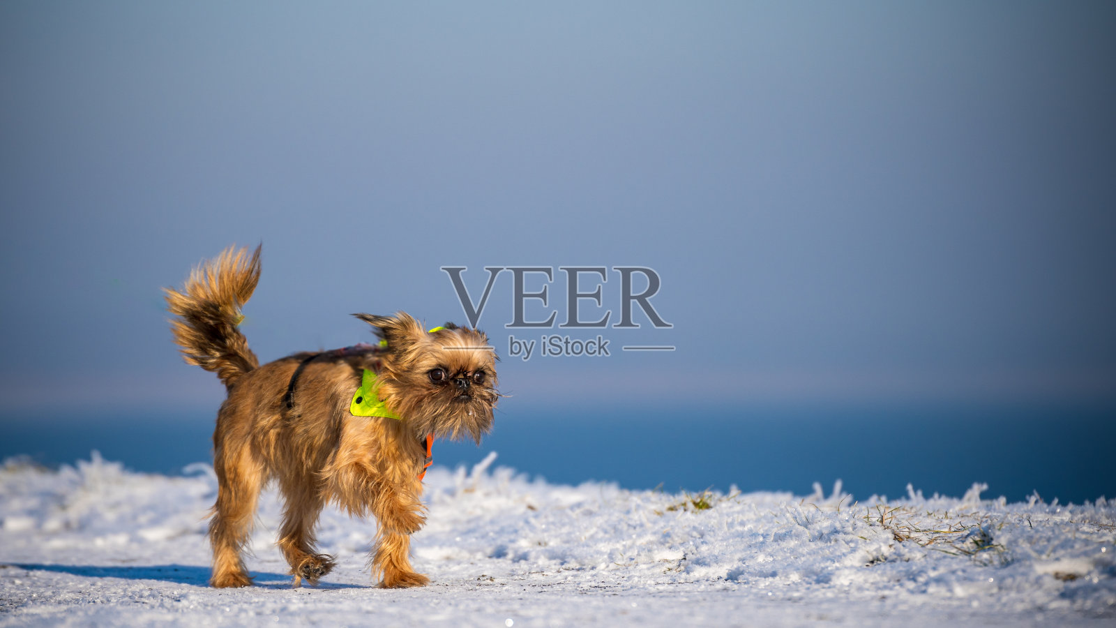布鲁塞尔狮鹫模糊的背景，美丽的色彩照片摄影图片
