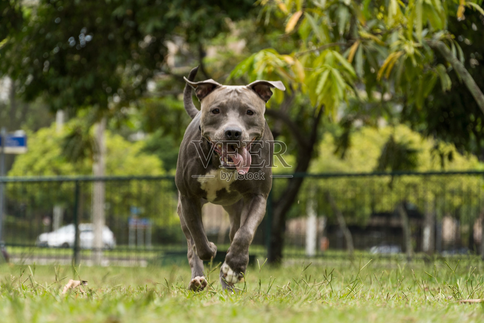 斗牛犬在公园里玩得很开心。有选择性的重点照片摄影图片