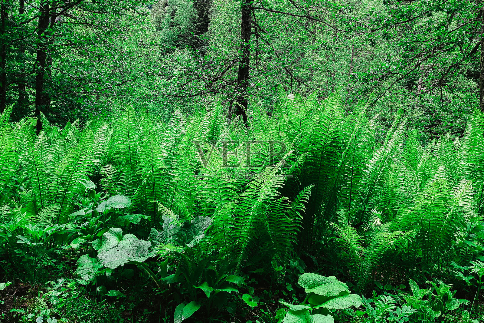 年轻的蕨类植物叶子特写。自然背景。绿色蕨类植物的叶子在热带森林的自然背景照片摄影图片