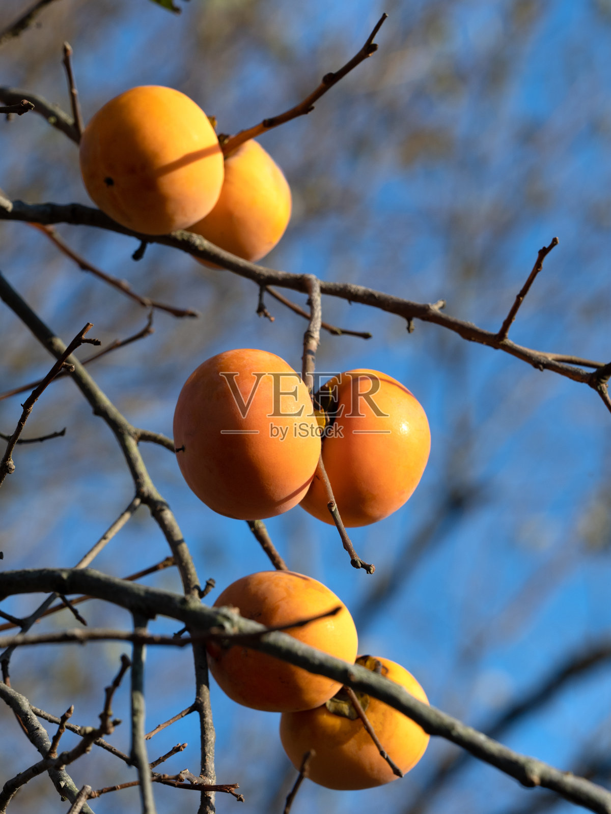 果的柿子照片摄影图片