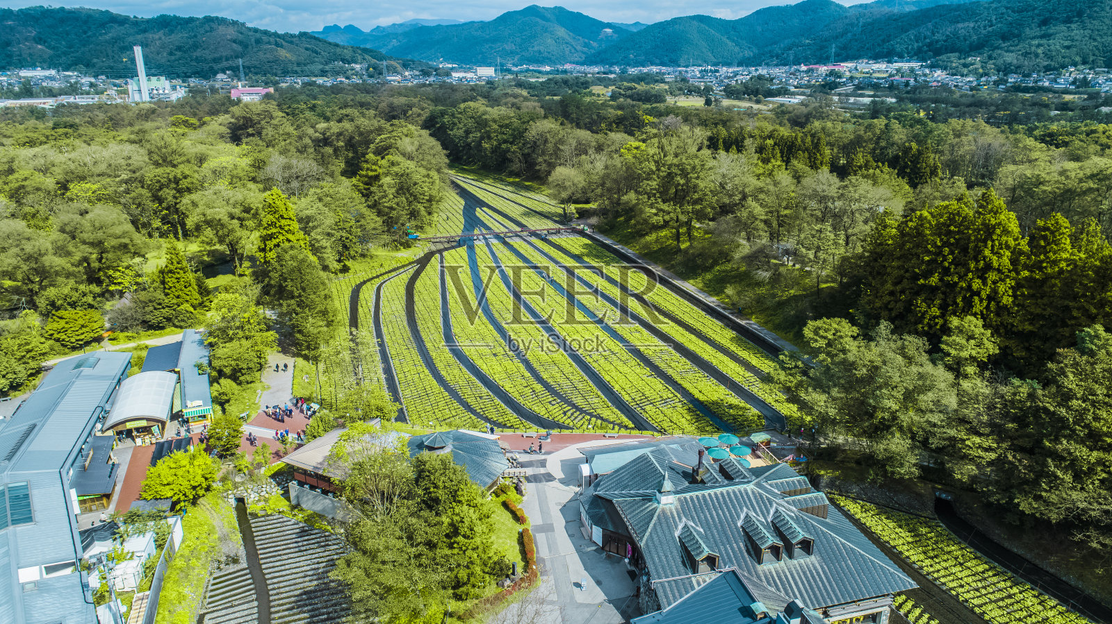 无人机拍摄的大雄芥末农场。Azumino日本长野照片摄影图片