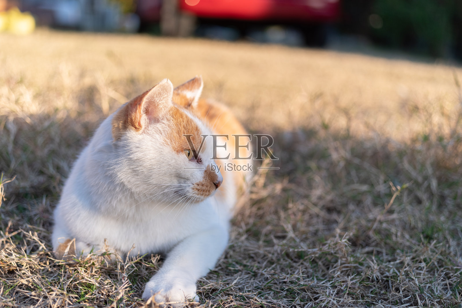 猫照片摄影图片