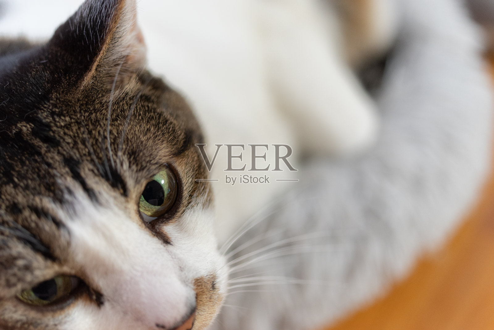 猫照片摄影图片