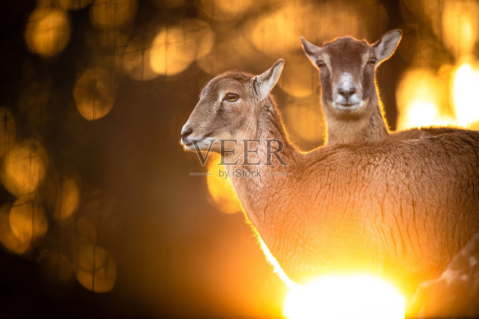 雌性，站在它们的栖息地欧洲森林里照片摄影图片