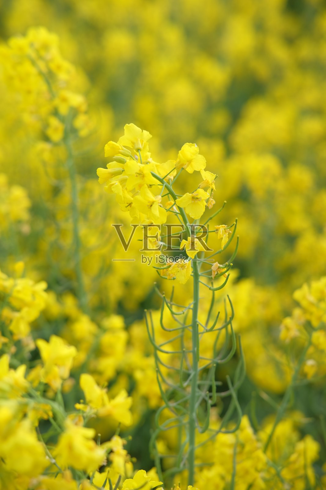 波兰。春天的油菜田。蓝天白云，绿树成荫照片摄影图片