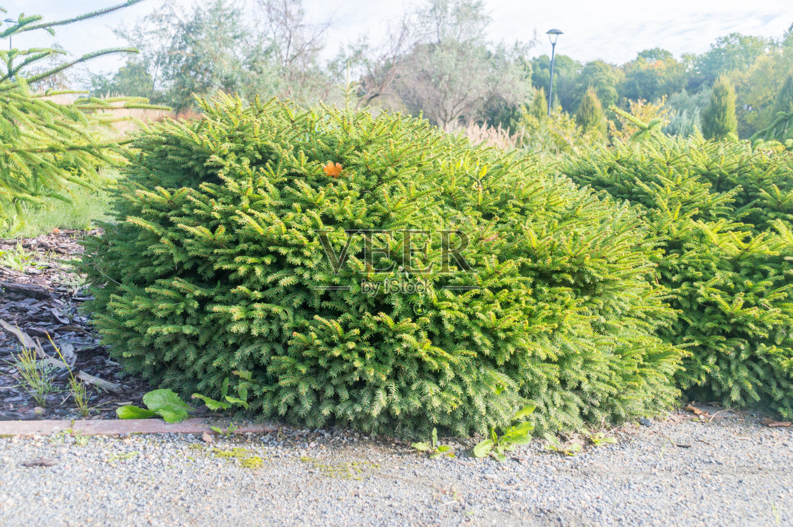 挪威云杉Nidiformis。云杉，挪威云杉或欧洲云杉。照片摄影图片