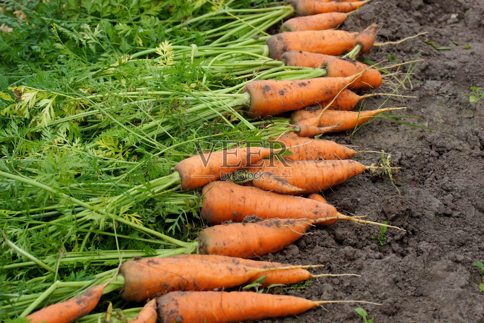 在地上收获新鲜的有机胡萝卜。农场季节工。照片摄影图片