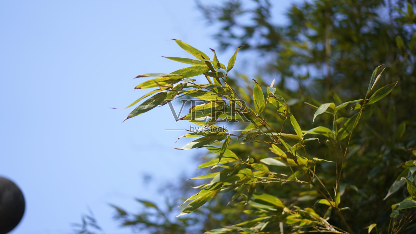 植物区系照片摄影图片