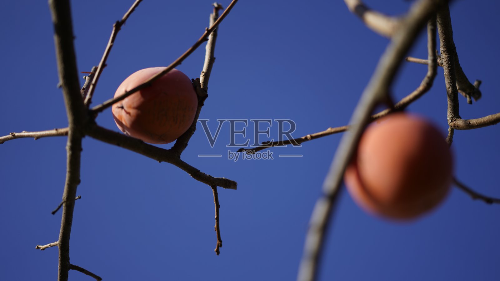 柿子照片摄影图片