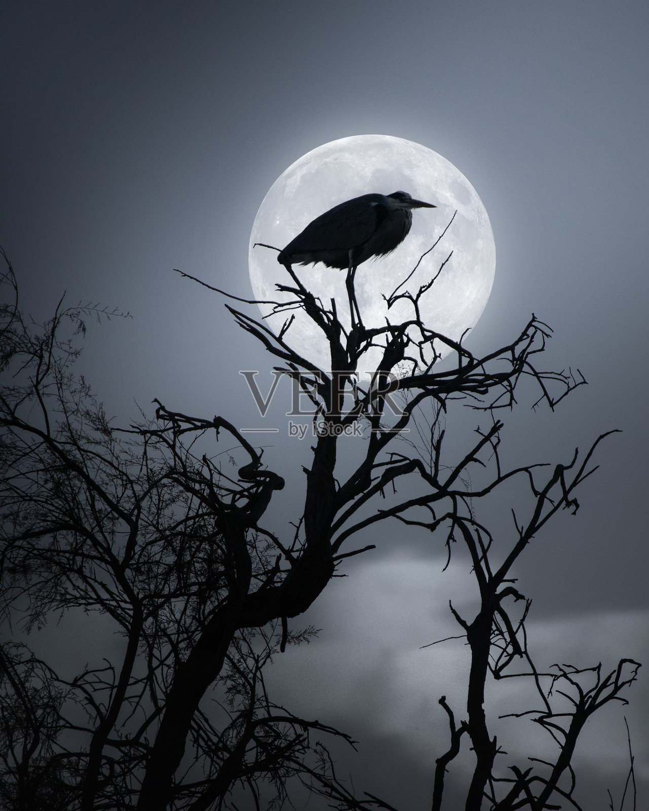 鸟的月亮照片摄影图片