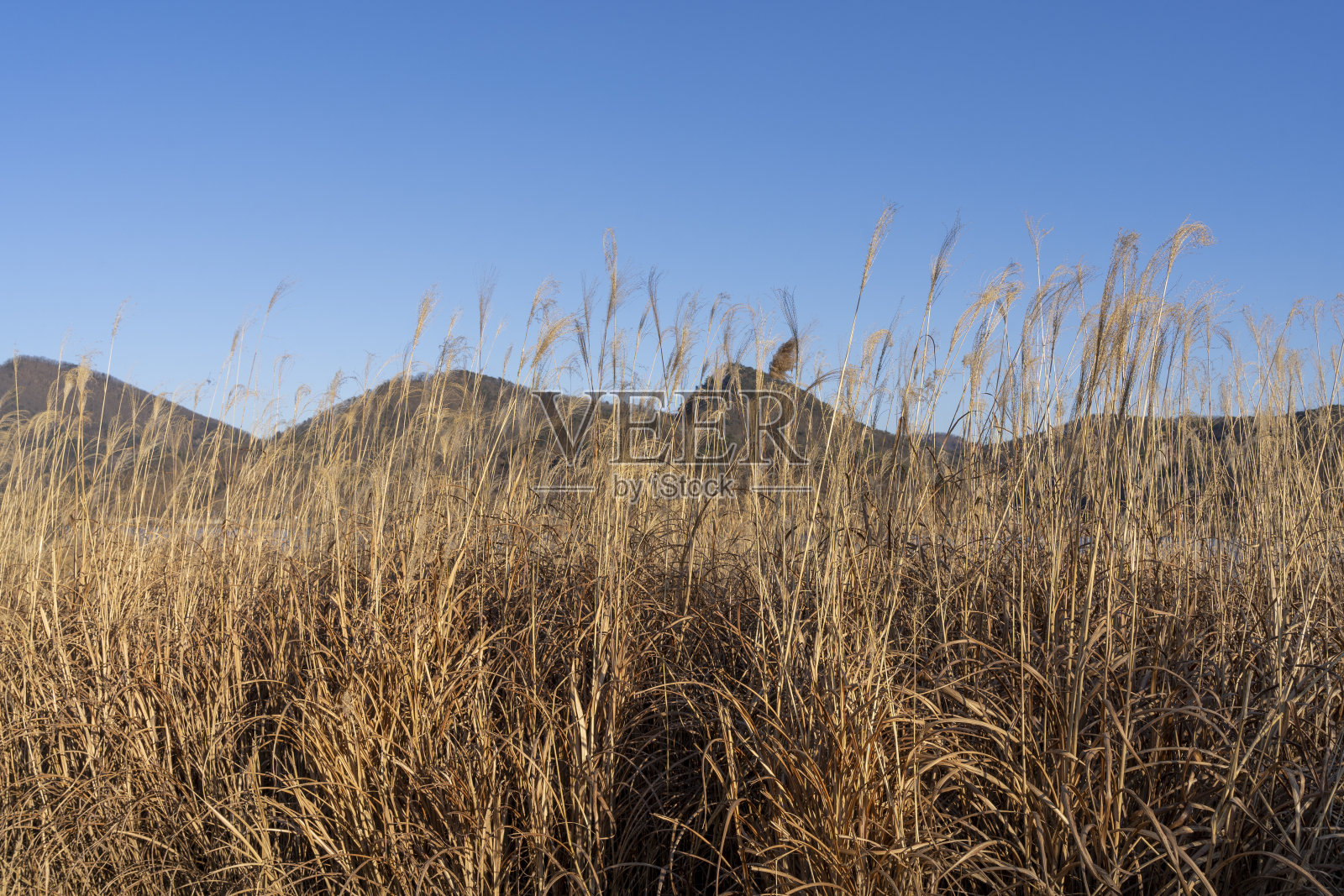 冬天河边的银草照片摄影图片