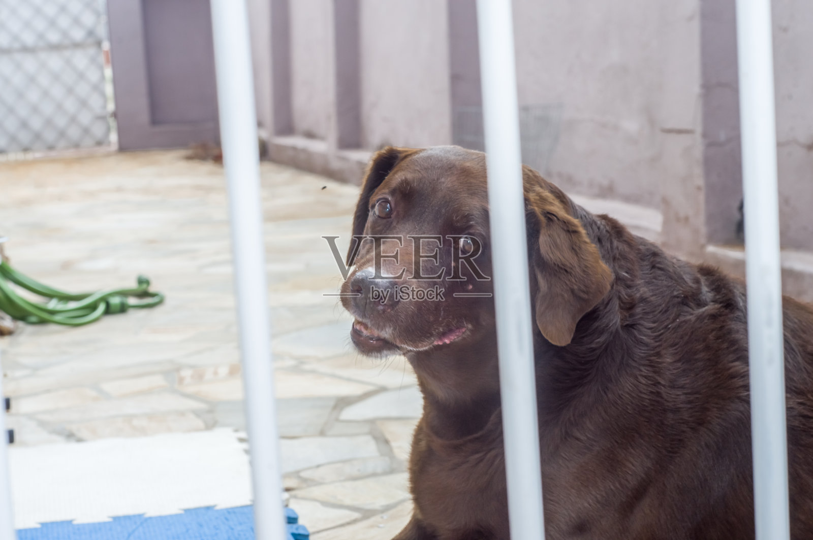 老年巧克力拉布拉多犬，动物年龄概念，自然光照照片摄影图片