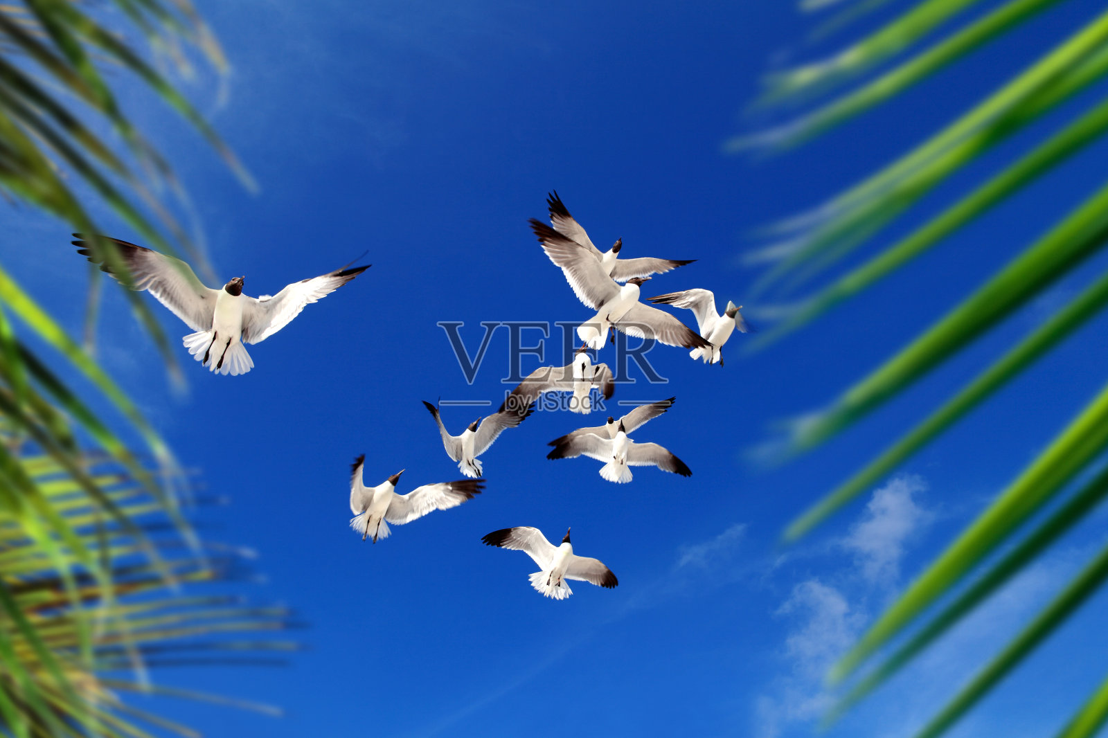 一群鸟儿在阳光明媚的蓝天上飞翔照片摄影图片