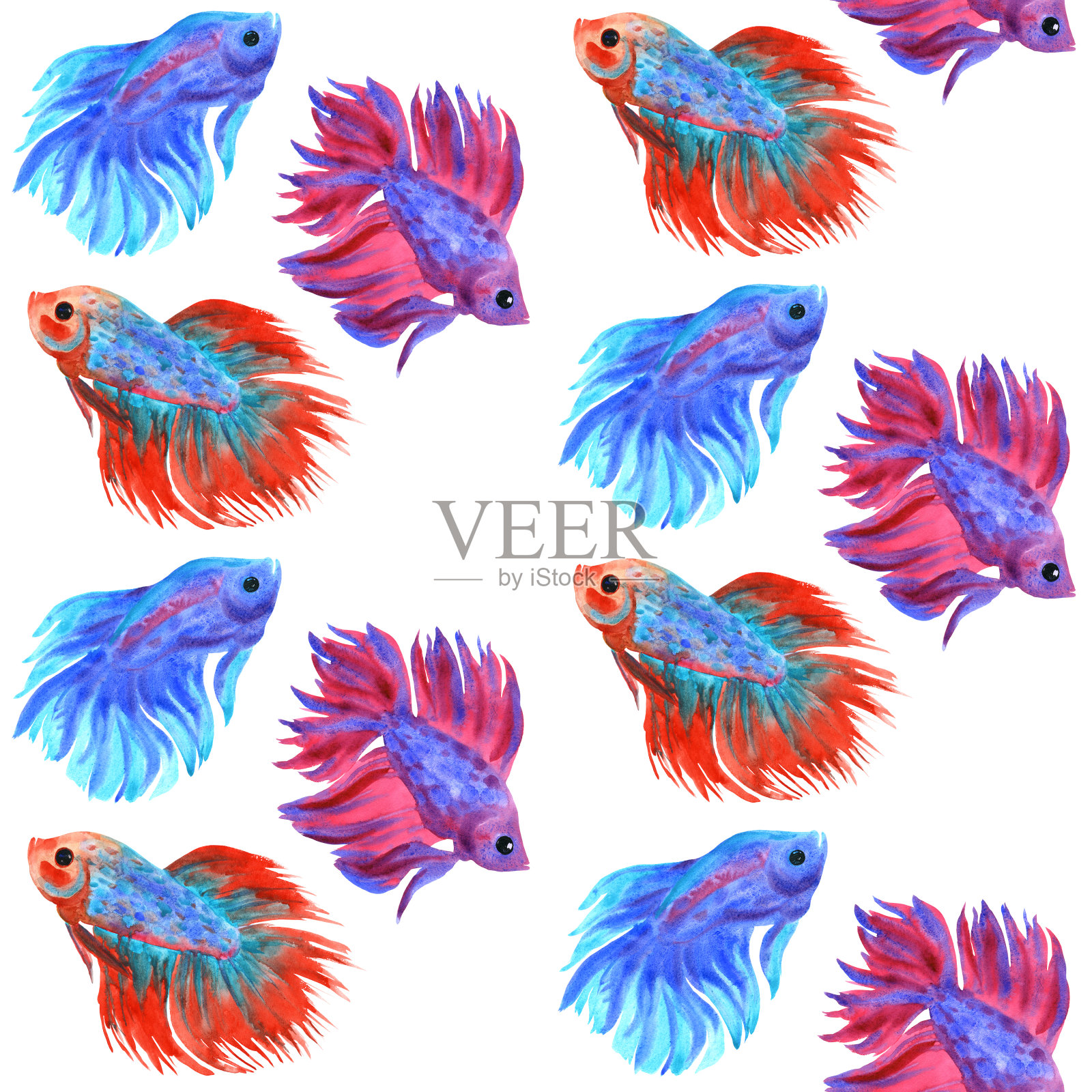 鱼战斗模式。美丽的五彩斑斓的一串红斗鱼。水彩插图。插画图片素材