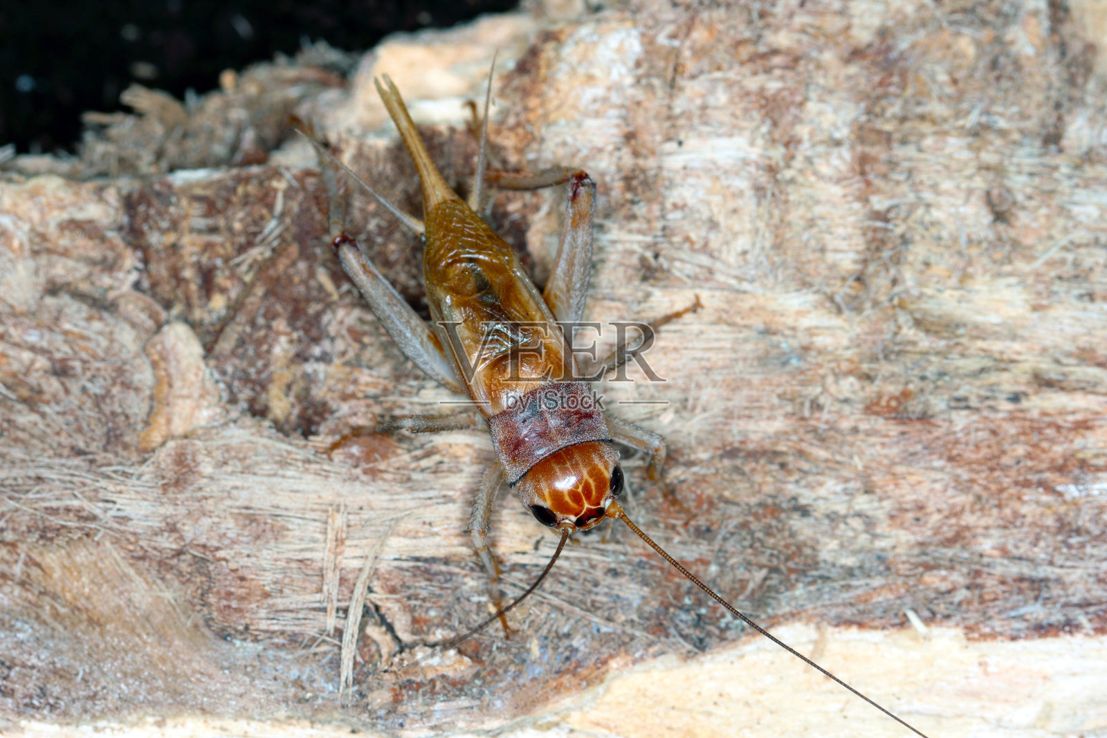 关闭室内蟋蟀(Acheta domestictica)。这种害虫经常在家里发现。照片摄影图片