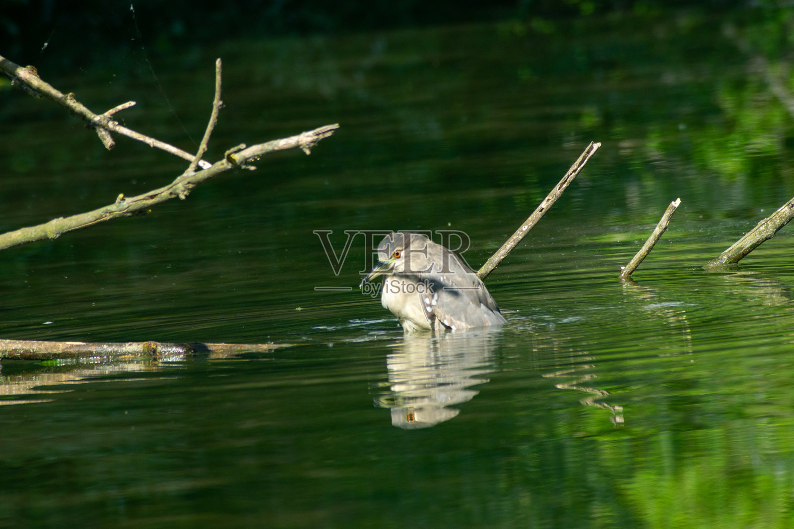 夜鹭小狗照片摄影图片