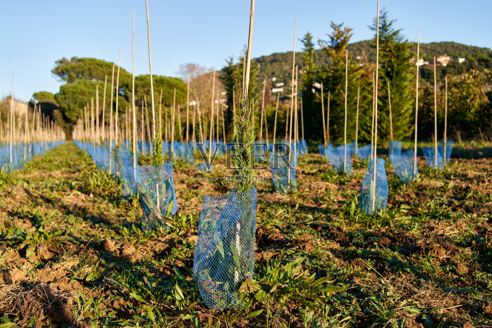 供重新造林之云杉苗圃。照片摄影图片