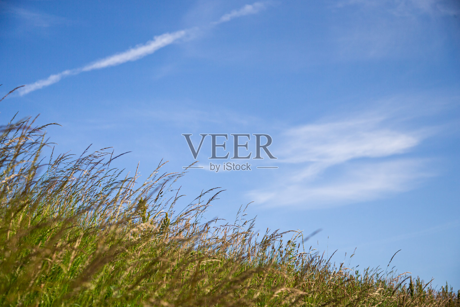 绿色的沙丘草衬着蓝色的天空照片摄影图片