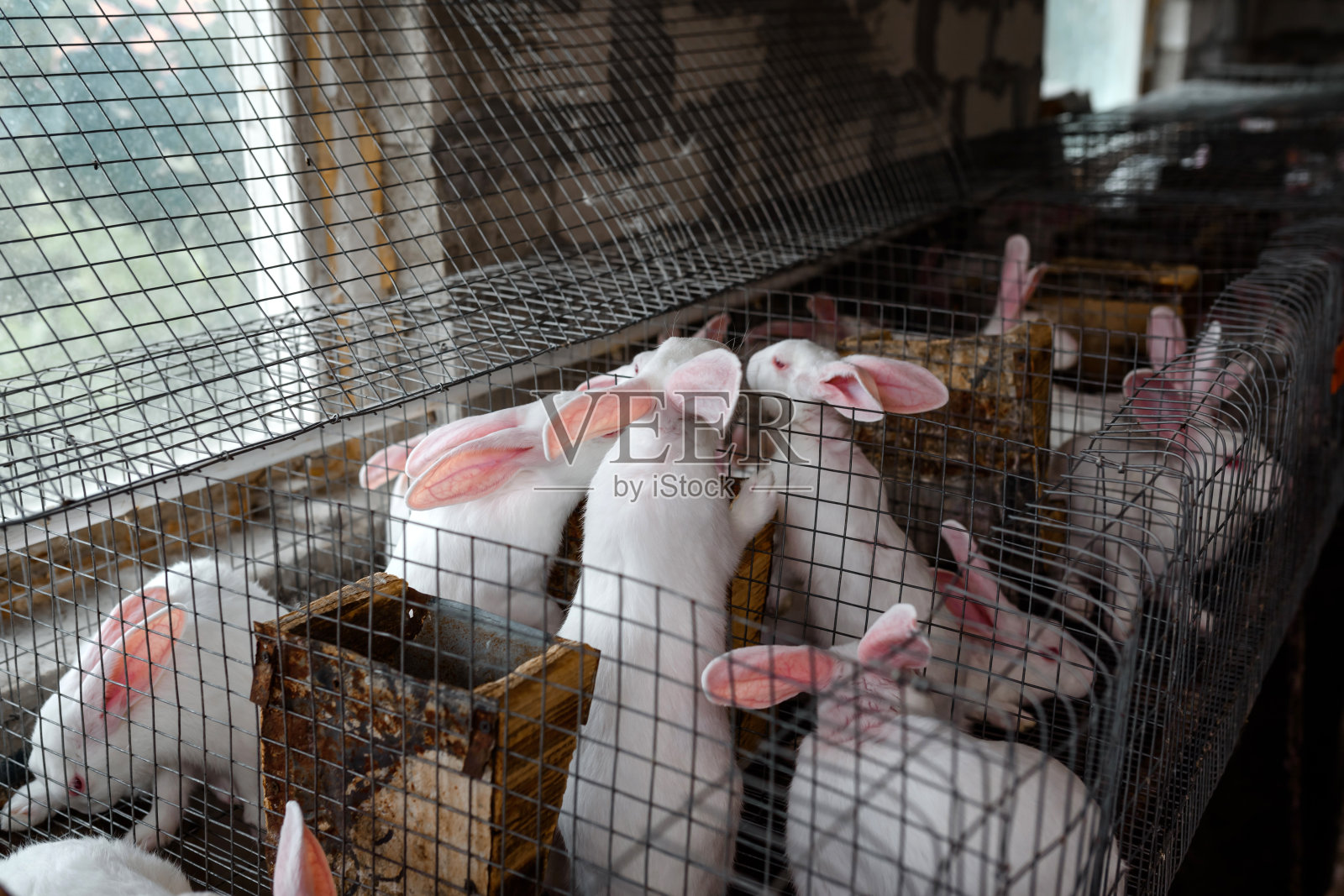 养兔场金属笼子里的白兔照片摄影图片