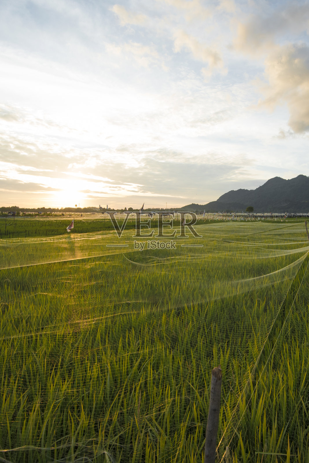 日落背景下的稻田照片摄影图片