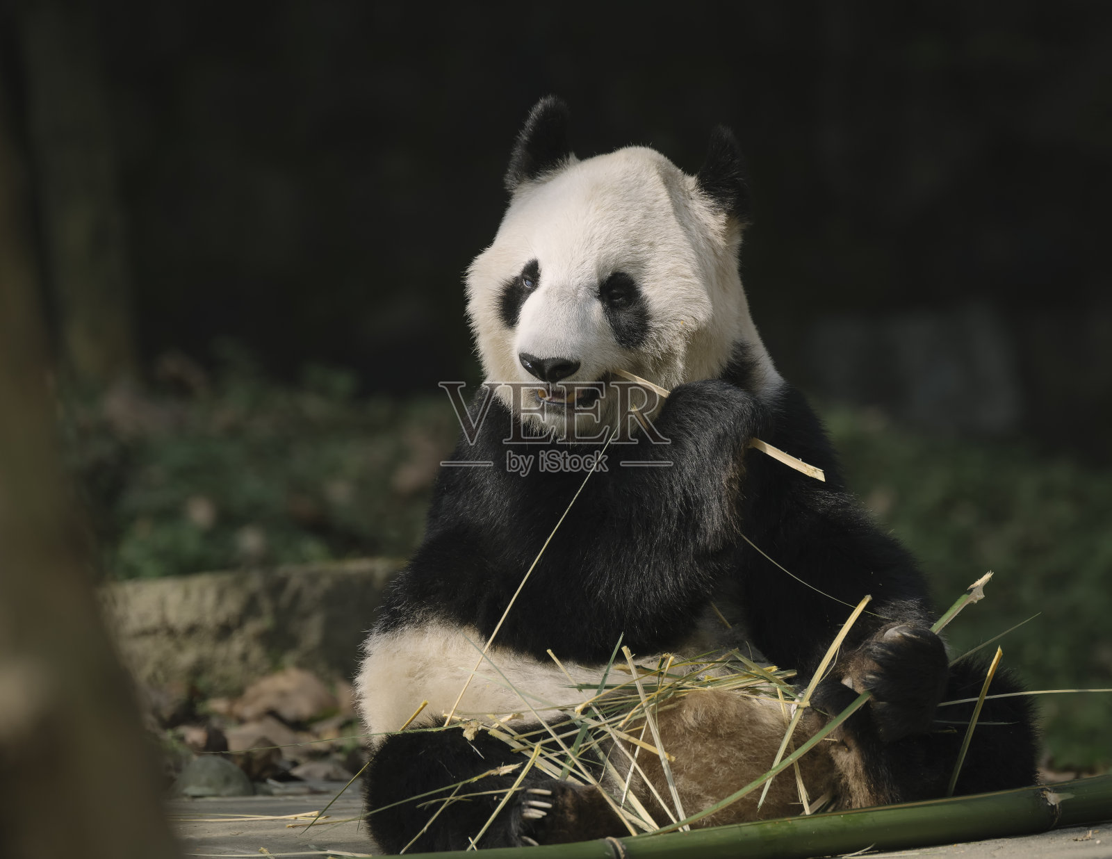 成都的大熊猫吃竹子照片摄影图片