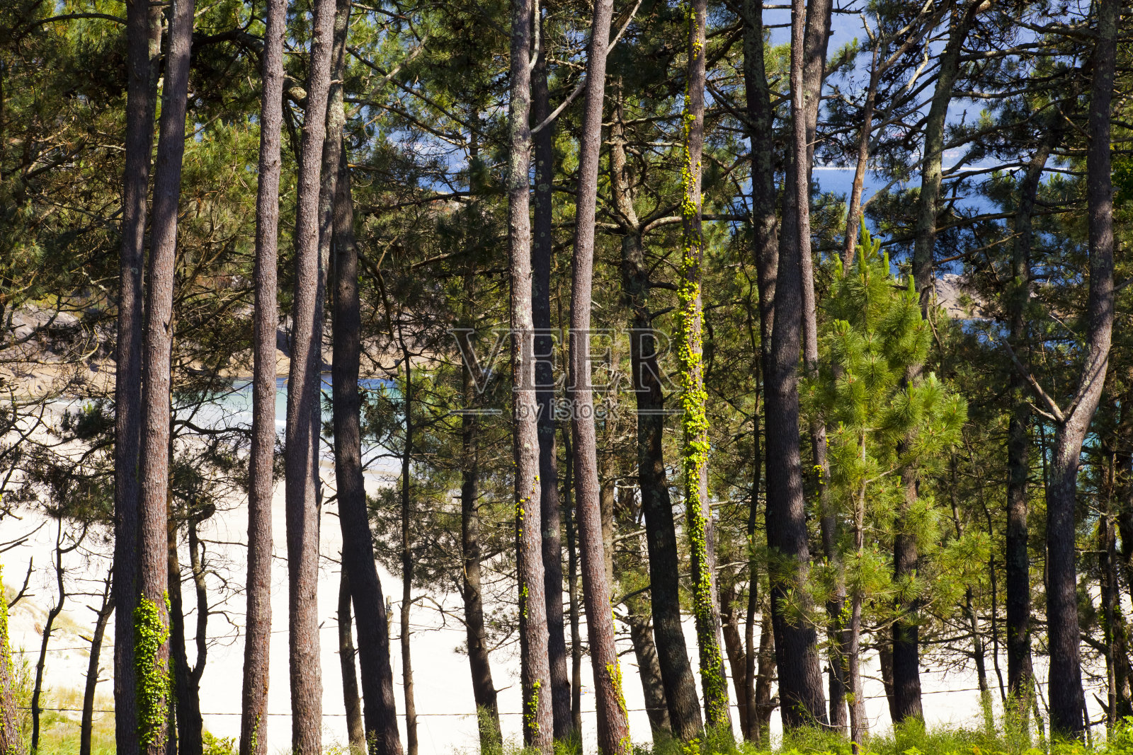 西班牙加利西亚海边的松树林。照片摄影图片