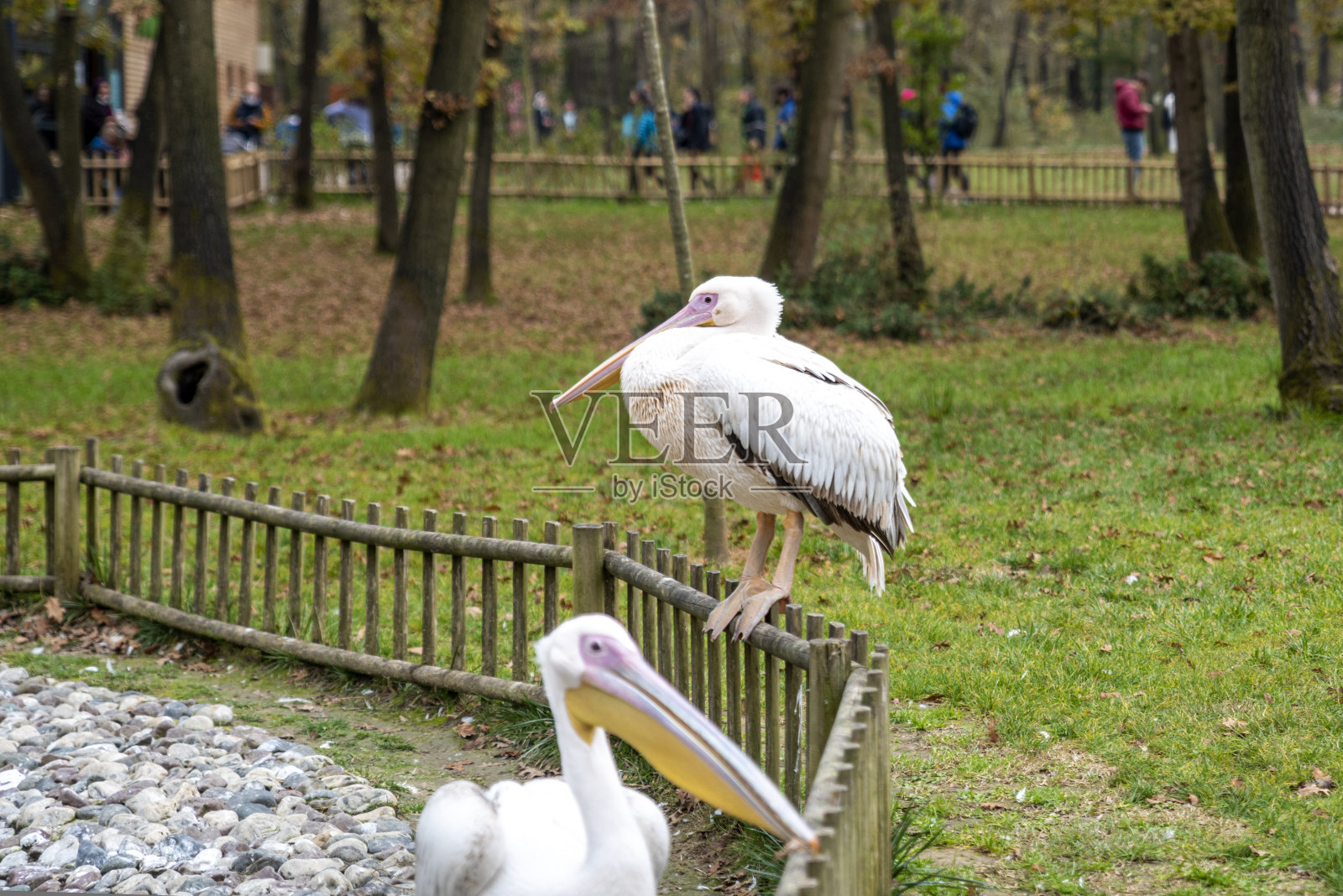 野生动物园里的白鹈鹕照片摄影图片