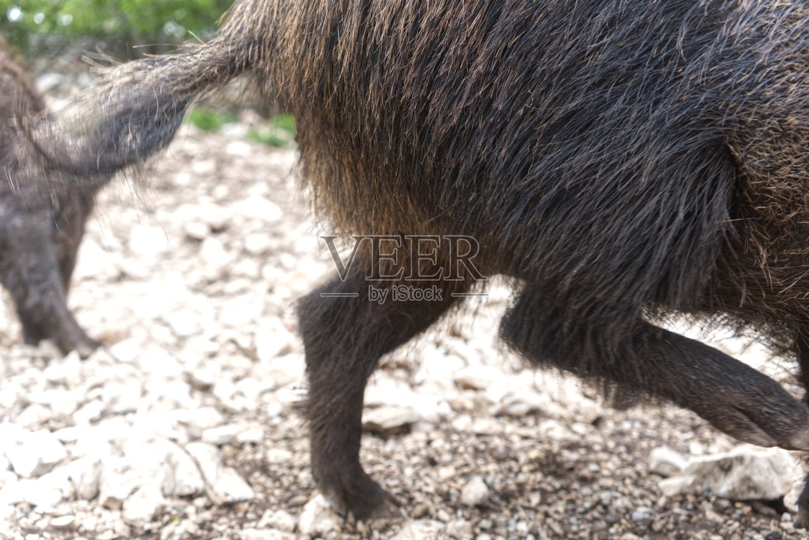 野猪，当然有毛照片摄影图片