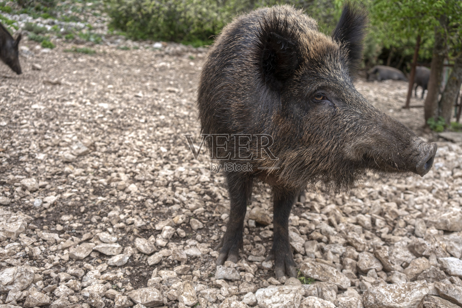 野猪的鼻子照片摄影图片