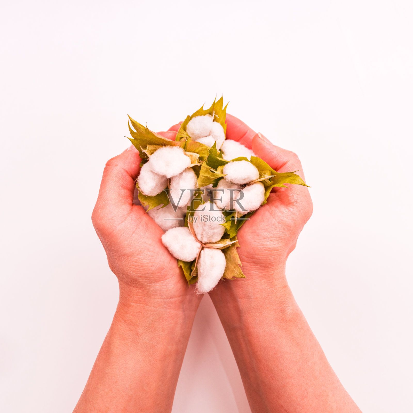 有机棉球收获与国际争议照片摄影图片