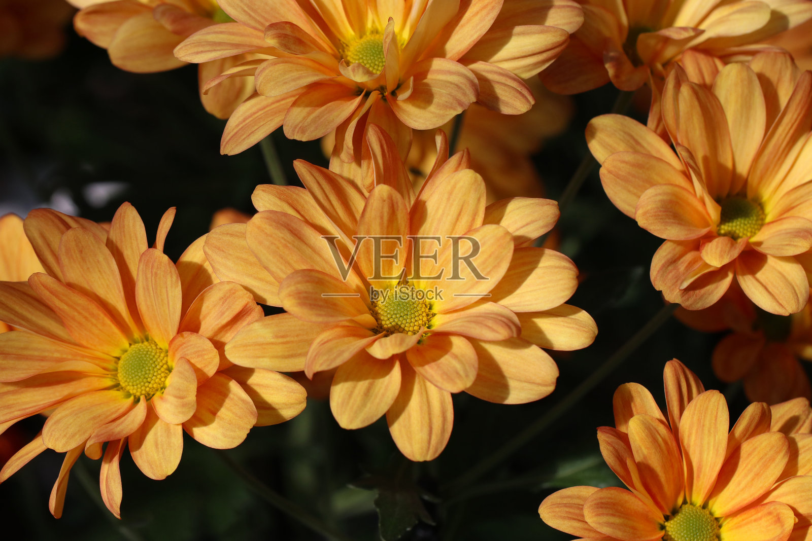 桔黄色菊花“菊”盆景花照片摄影图片