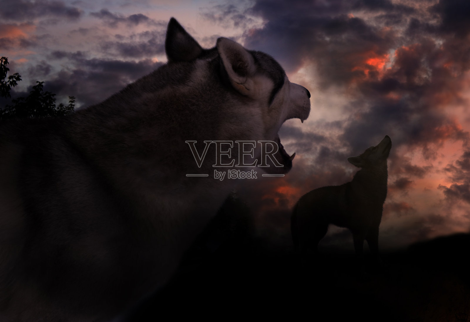 两只狼在阴沉的天空下无私地嗥叫着它们那诡异的歌声照片摄影图片